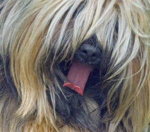 Shaggy Dog by Psyberartist on Flickr (creative commons licence) - thanks!