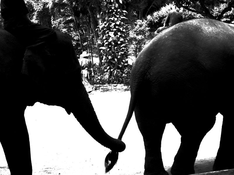 Seeing invisible elephants – the transparency review is published